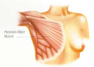 pec major muscle woman